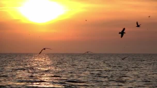 Flying Ocean Flying Bird Silhouette Handheld Shot Red Sunset Slow — Videoclip de stoc