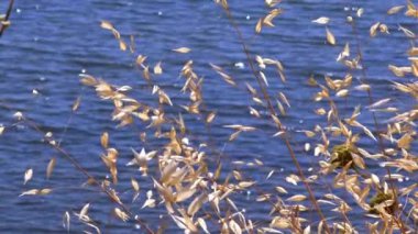 Kurumuş Sarı Bitki Sonbaharda Sahilde Yapraklar.