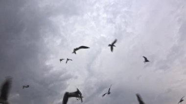 Gri Gökyüzü Görüntülerinde Gruplar halinde Uçan Martı Sürüsü.