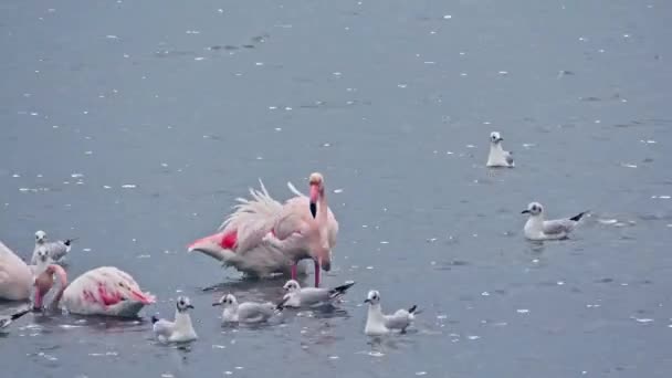 Flamingo Zoek Naar Voedsel Zeewater — Stockvideo