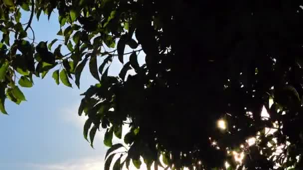 Napsugarak Szivárognak Utolsó Zöld Fán Levelek Ősszel — Stock videók