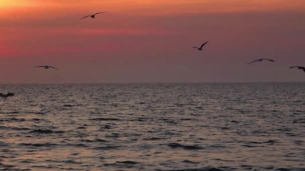 Slow Motion Shot Seagull Flock Silhouette Flying Ocean Twilight Sunset — Stock video