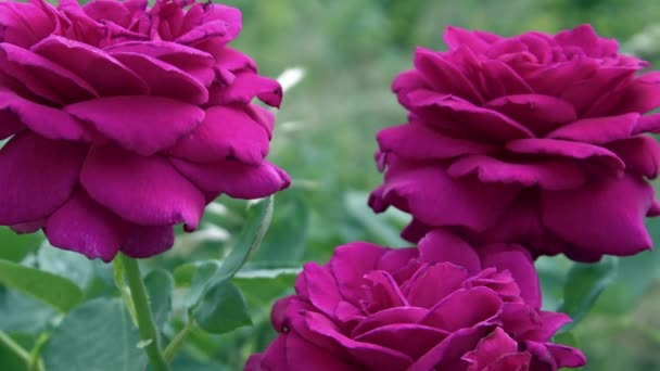 Close Shot Three Fuchsia Roses Garden — Stock video