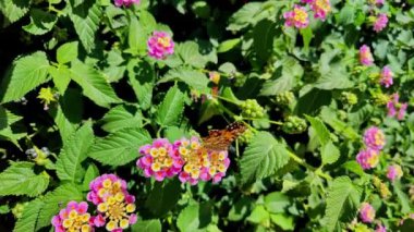 Kahverengi Benekli Kelebek Bahçedeki Çiçekler Üzerine Polen Topluyor.