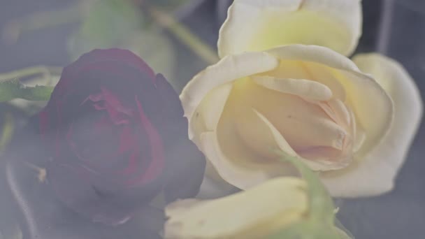 Rosa Romantica Rossa Gialla Nel Filmato Fumo — Video Stock