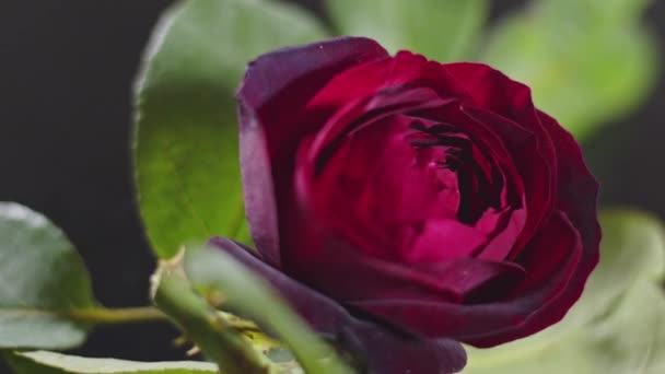 Rosa Rossa Romantica Una Tavola Girevole — Video Stock