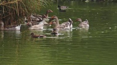 Yüzen Kazlar ve Yaban Kuş Sürüsü Görüntüsü.