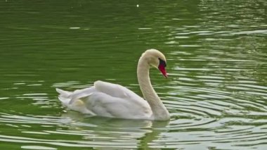 Göl suyunun üzerinde süzülen Vahşi Yalnız Kuğu.