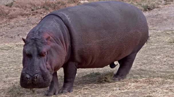 Hippopotamus Eating Grass Soil Ground Footage — Stock Video