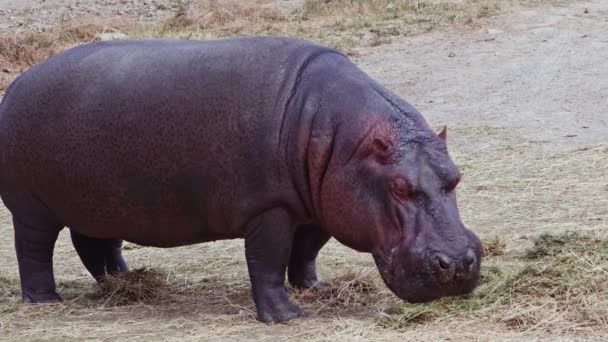 Hippopotamus Gras Eten Bodemgrond Beelden — Stockvideo