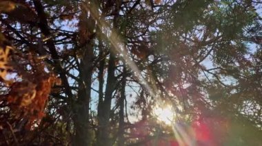 Çam ağacı dallarının arkaplan silueti. Gün doğumunun ışığıyla birlikte. Güneş ışığı güzel bir çam yaprağıyla çok güzel..