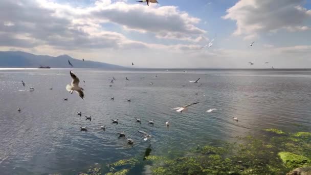 Flock Måsar Som Flyger Över Havet Strandbilder — Stockvideo