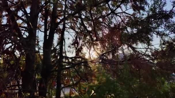 Background Silhouette Pine Tree Branches Light Sunrise Sunlight Beautiful Beautiful — Stock Video