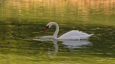 Su Gölü 'nde Güzel Beyaz Kuğu Yiyecek Arıyor.