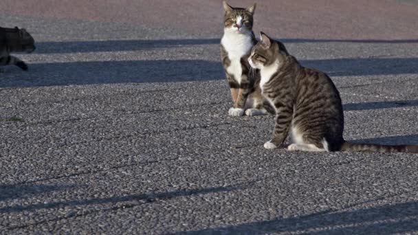 Kóbor Macskák Ülnek Betonpadlón Kamerát Nézik — Stock videók