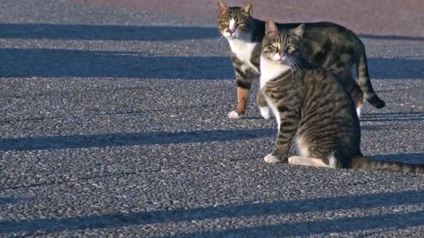 Zbłąkane Koty Siedzące Betonowej Podłodze Patrzące Nagranie Kamery — Wideo stockowe