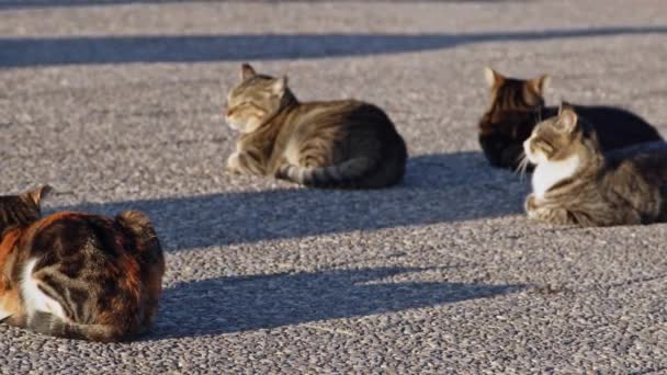 Strålande Katter Som Sitter Och Solar Betonggolv Kallvädersfilmer — Stockvideo