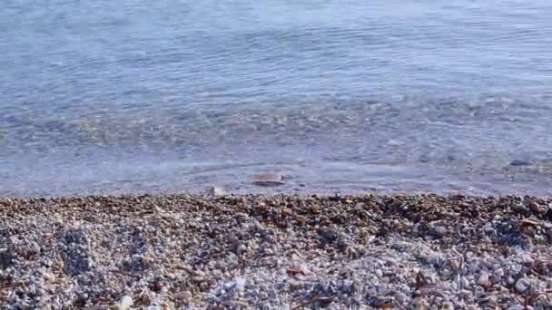 Mořské Kameny Mořské Vodě Oblázky Pod Vodou Pohled Shora Námořní — Stock video