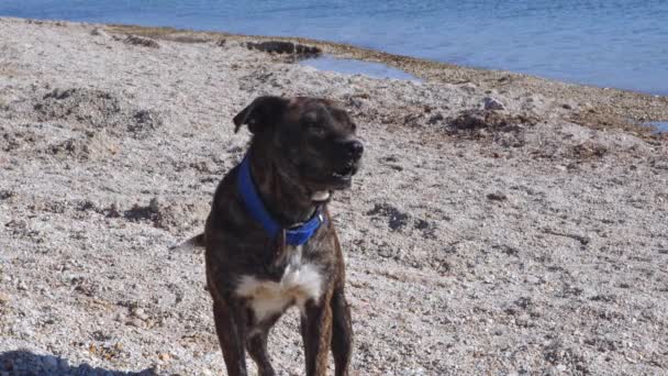 Γάβγισμα Σκύλου Στην Κάμερα Στο Ocean Beach Footage — Αρχείο Βίντεο