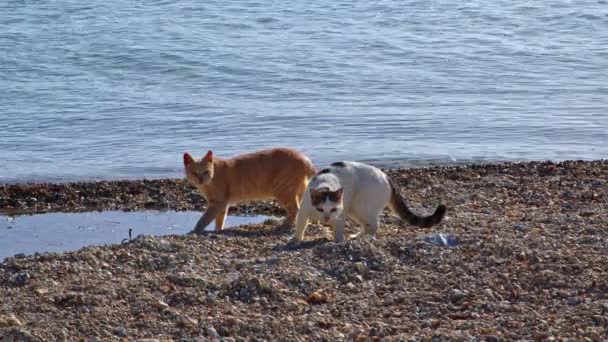 Stray Cats Walking Ocean Beach Filmagem — Vídeo de Stock