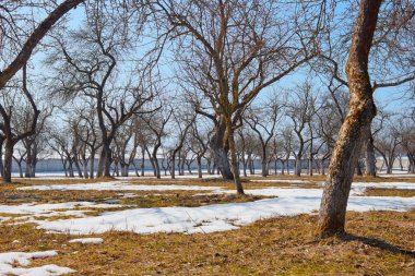 İlkbaharda elma bahçesi