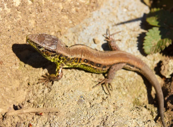 European green lizard in green grass. — Stock Photo, Image