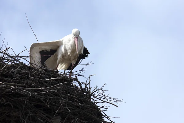 Storch im Frühjahr im Nest — Stockfoto