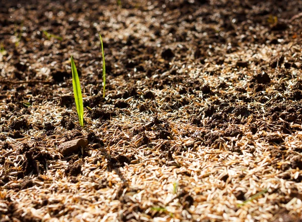 Close-up of grass rising from the brown soil — Stock Photo, Image