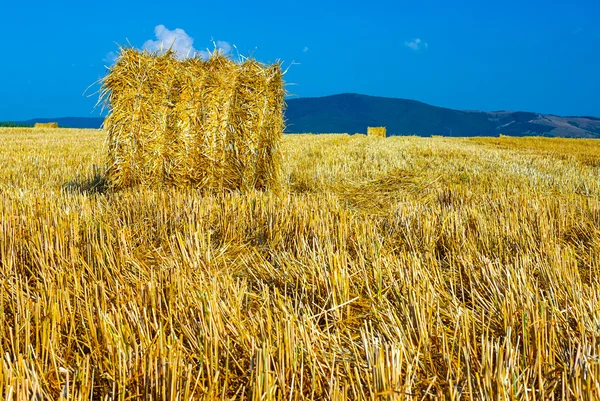 Big round straw bales in the meadow — Stock Photo, Image