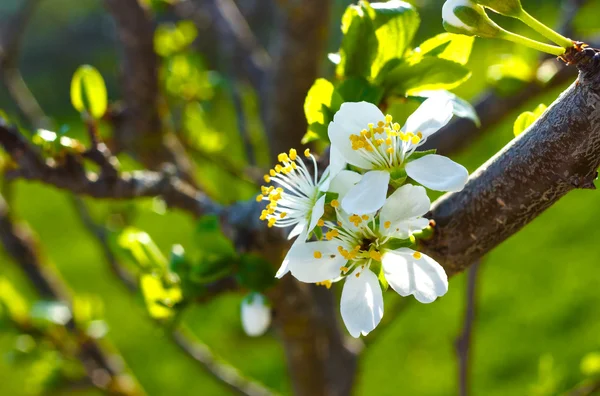 Outdoor closeup of white cherry blossom flowers — Stock Photo, Image