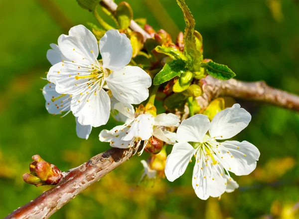 Outdoor closeup of white cherry blossom flowers — Stock Photo, Image