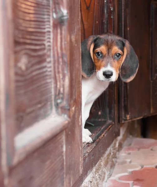 Retrato de un lindo cachorro Beagle sentado en la puerta — Foto de Stock