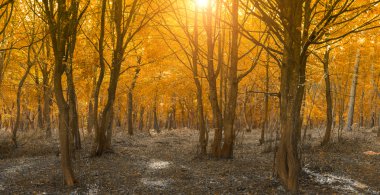 Huzurlu sonbahar manzara