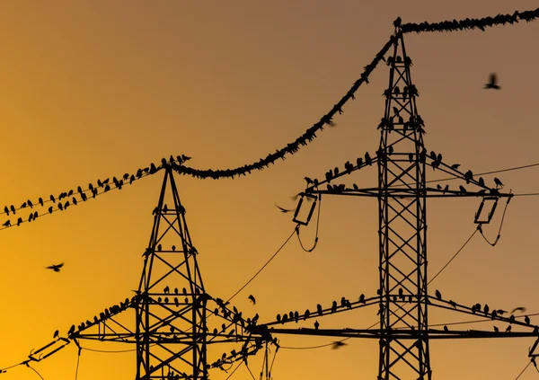 Vogelgruppe sitzt frühmorgens auf Stromleitungen — Stockfoto