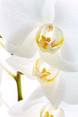 güzel beyaz orkide çiçek Close-Up