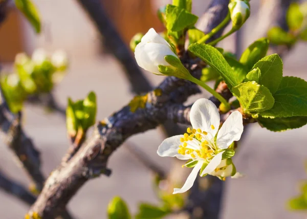 White cherry blossom flowers in spring season — Stock Photo, Image