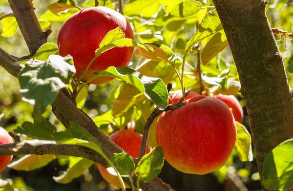 Parlak güneşli bir günde dalları üzerinde kırmızı elmalar. — Stok fotoğraf