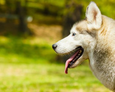 sol tarafa bakarak çimenlerin üzerinde özenli siberian dış yapraklar