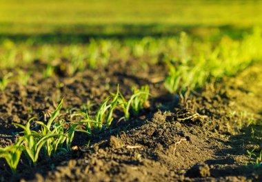 gün batımında kahverengi toprak Mısır tarlasında