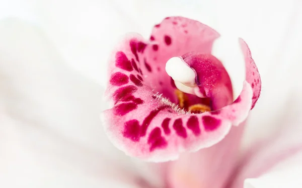 マクロ ピンクの美しい蘭の花のクローズ アップ — ストック写真