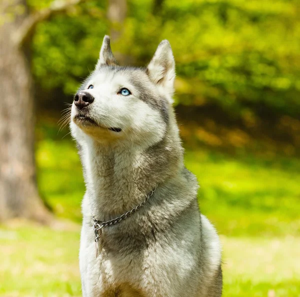 Attentive SIberian Husky in sitting position — Stock Photo, Image