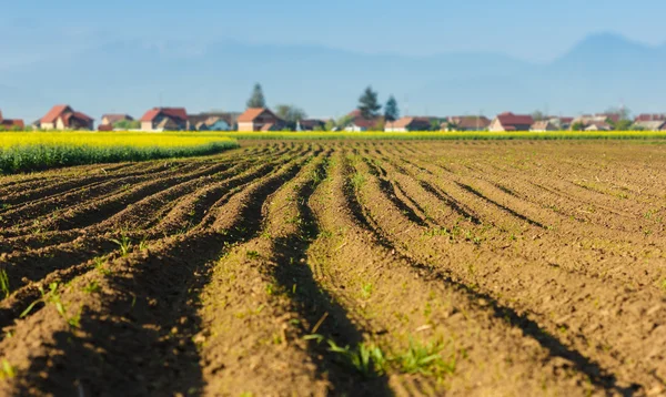 Vista del campo taponado en la temporada de primavera —  Fotos de Stock