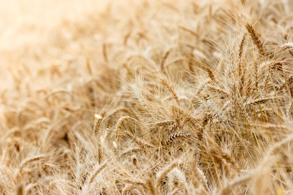 Пшеничное поле с фокусом на переднем плане — стоковое фото