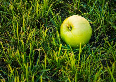 yeşil çimen, olgun elma düştü