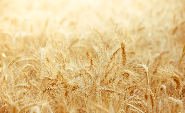 Campo de trigo com foco em primeiro plano — Fotografia de Stock