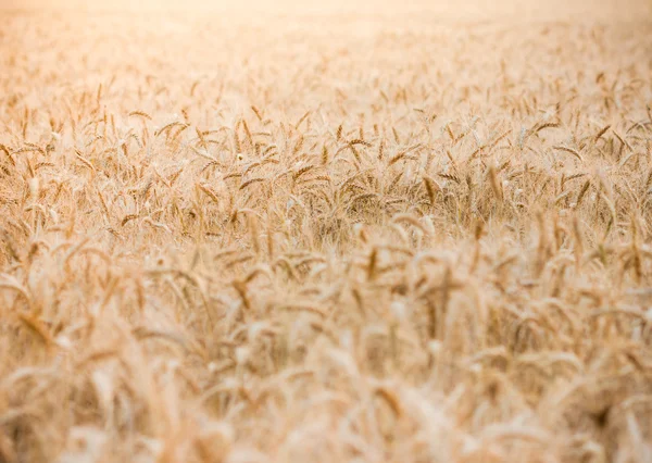 백그라운드에서 포커스가 있는 밀밭 — 스톡 사진