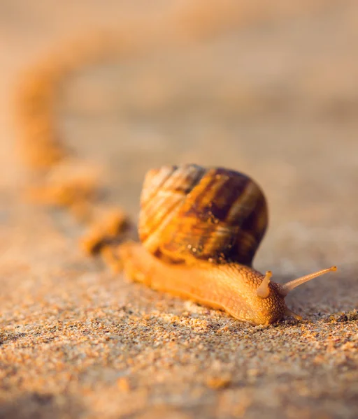 Brown snail crawling in the sand at sunrise — Stock Photo, Image
