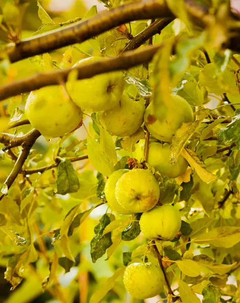 Yaz sezonundan sonra yağmur ıslak yeşil elma — Stok fotoğraf