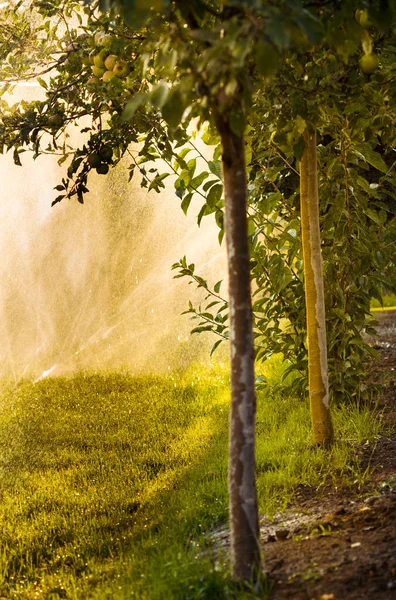 Water sprayed apple trees — Stock Photo, Image