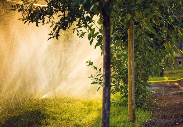 Water sprayed apple trees — Stock Photo, Image